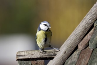 Blue tit (Cyanistes caeruleus), colorful, close-up, cute, Germany