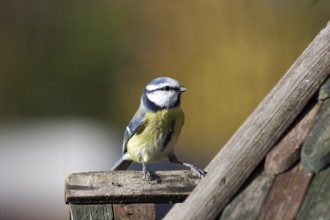 Blue tit (Cyanistes caeruleus), colorful, close-up, Germany