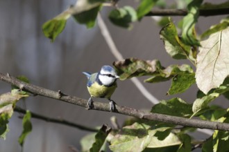 Blue tit (Cyanistes caeruleus), tree, autumn, pretty, blue tit on a branch