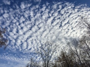 Cloud field thick cloudiness from off with white high clouds Stratoumulus stratiformis against blue