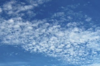 Medium-height white clouds of Altocumulus stratiformis perlucidus lacunosus against a blue sky,