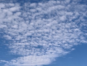 Cloud field of medium-height white clouds Altocumulus stratiformis subspecies of altocumulus clouds