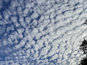 Dense cloud cover from with white medium-height clouds Altocumulus stratiformis popularly sheep