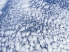 Dense cloudiness of with high white clouds Cirrocumulus Cirrocumulus clouds popularly sheep clouds