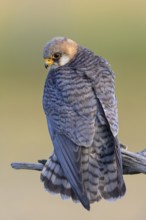 Red-footed falcon (Falco vespertinus), adult female sitting, Kiskunság National Park, Hungary