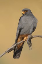 Red-footed falcon (Falco vespertinus), adult male sitting with a captured mouse, Kiskunság National
