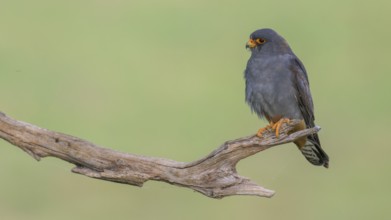Red-footed falcon (Falco vespertinus), subadulte male sitting, Kiskunság National Park, Hungary