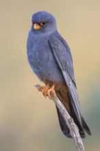 Red-footed falcon (Falco vespertinus), adult male sitting, Kiskunság National Park, Hungary