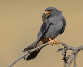 Red-footed falcon (Falco vespertinus), adult male sitting with a captured mouse, Kiskunság National
