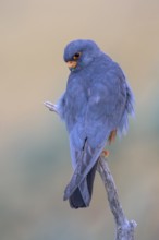 Red-footed falcon (Falco vespertinus), male sitting in the first morning light, Kiskunság National