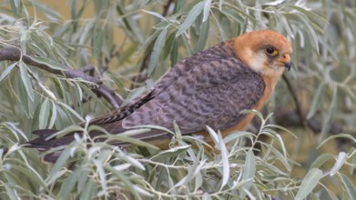 Red-footed falcon (Falco vespertinus), adult female sitting in a willow bush, Kiskunság National