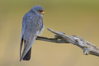 Red-footed falcon (Falco vespertinus), adult male sitting, Kiskunság National Park, Hungary