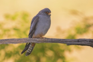 Red-footed falcon (Falco vespertinus), male sitting in the first morning light, Kiskunság National