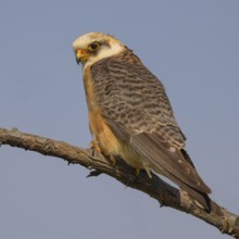 Red-footed falcon (Falco vespertinus), adult female sitting, Kiskunság National Park, Hungary