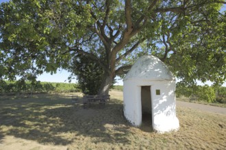 Trullo am Baum mit Bench, Vineyards, Grapevines, Wine-growing region, Weinberghäuschen,