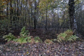 Royal fern (Osmunda regalis) in autumn leaves, Emsland, Lower Saxony, Germany