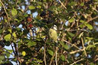 Blue tit (Cyanistes caeruleus) adult bird on blackberries in summer, England, United Kingdom