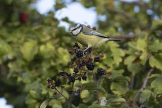Blue tit (Cyanistes caeruleus) adult bird in a hedgerow on blackberries in summer, England, United