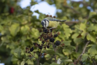 Blue tit (Cyanistes caeruleus) adult bird in a hedgerow feeding on blackberries in summer, England,