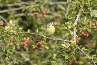 Blue tit (Cyanistes caeruleus) adult bird in a Hawthorn hedgerow with red berries in summer,