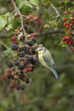 Blue tit (Cyanistes caeruleus) adult bird in a hedgerow on blackberries in summer, England, United