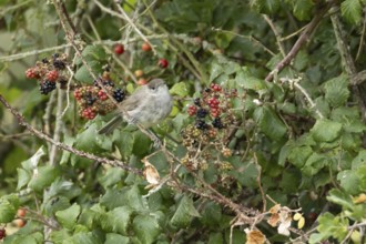Eurasian blackcap (Sylvia atricapilla) adult bird in a hedgerow with blackberries in summer,