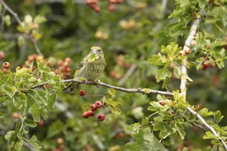 European greenfinch (Chloris chloris) adult bird in a Hawthorn hedgerow with red berries in summer,