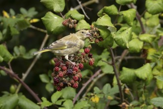 Eurasian greenfinch (Chloris chloris) adult bird in a hedgerow feeding on blackberries in summer,