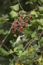 Blue tit (Cyanistes caeruleus) adult bird in a hedgerow feeding on blackberries in summer, England,