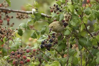 European greenfinch (Chloris chloris) adult bird in a hedgerow feeding on blackberries in summer,