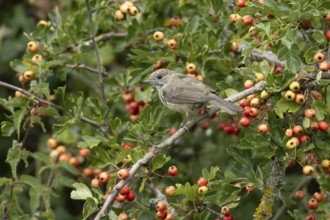 Eurasian blackcap (Sylvia atricapilla) adult female bird in a Hawthorn hedgerow with red berries in