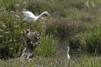 Great white egret (Ardea alba) adult bird on a tree stump amongst summer flowers looking down at a