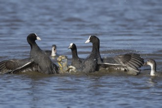 Coot (Fulica atra) three adult birds fighting on a lake, England, United Kingdom