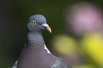 Wood pigeon (Columba palumbus) adult bird head portrait, England, United Kingdom