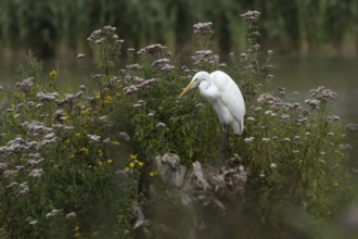 Great white egret (Ardea alba) adult bird on a tree stump amongst summer flowers, England, United