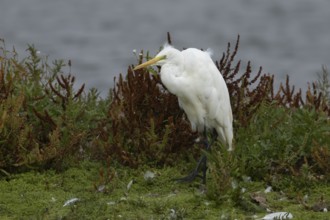 Great white egret (Ardea alba) adult bird walking on vegetation on an island, England, United