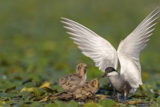White-bearded terns (Childonias hybride) with young birds, at the nest, Danube Delta, Romania