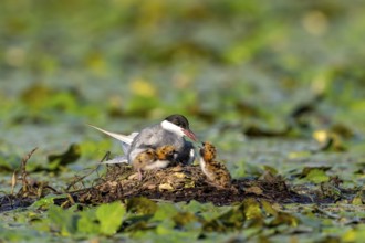 White-bearded terns (Childonias hybride) feeding with young birds on their nest, Danube Delta,