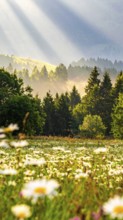 A sunlit meadow with daisies against a forest backdrop under a blue sky, Late summer country