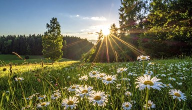 A sunlit meadow with daisies against a forest backdrop under a blue sky, Late summer country