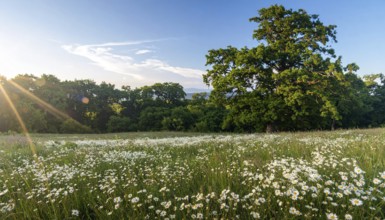 A sunlit meadow with daisies against a forest backdrop under a blue sky, Late summer country