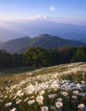 A sunlit meadow with daisies against a forest backdrop under a blue sky, Late summer country