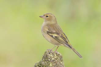 Chaffinch (Fringilla coelebs), adult female sitting on a stone in the garden, wildlife, animals,