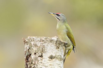 Grey woodpecker (Picus canus), male on a birch tree, wildlife, woodpeckers, nature photography,