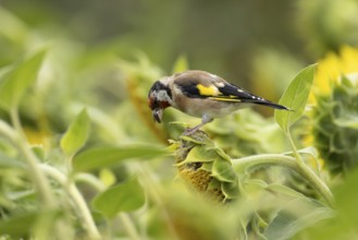 European goldfinch (Carduelis carduelis) adult bird feeding on a sunflower seed in a field of