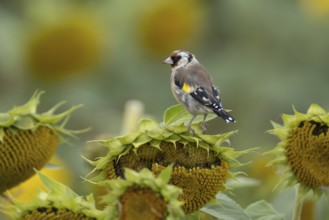 European goldfinch (Carduelis carduelis) adult bird on a sunflower seedhead in a field of