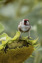 European goldfinch (Carduelis carduelis) adult bird feeding on a sunflower seed in a field of