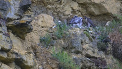Peregrine falcon (Falco peregrinus), adult female in her habitat feeding nestlings in picturesque