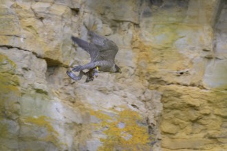 Peregrine falcon (Falco peregrinus), adult female flying with prey in front of picturesque rocky