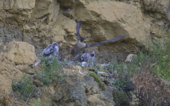 Peregrine falcon (Falco peregrinus), adult female taking off from Felsenhorst after feeding